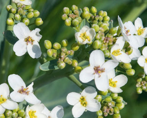 Aceite de semillas de crambe