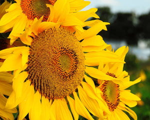 Aceite de Girasol ECO