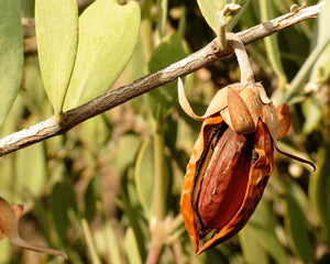 Aceite de Jojoba ECO