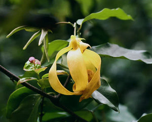 Ylang-ylang