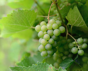 Aceite de pepitas de Uva ECO
