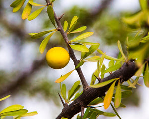 Aceite de Argán ECO