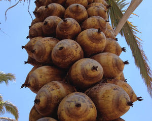 Aceite de Babasú ECO