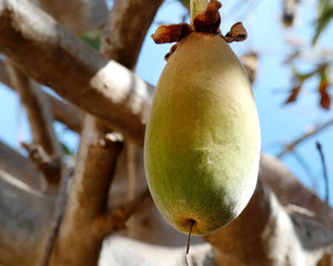 Aceite de Baobab ECO