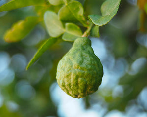 Aceite de Bergamota