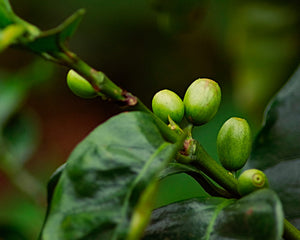 Café Arábica ECO