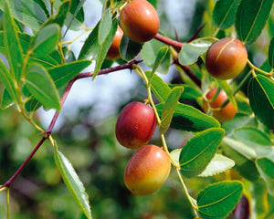 Ésteres de Jojoba