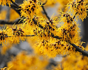 Hamamelis