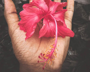 Hibisco