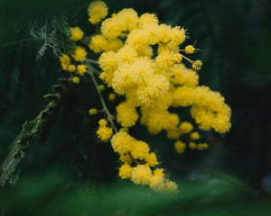 Cera floral de Mimosa