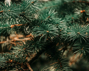 Pinene**