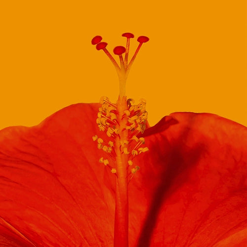4% Hibiscus