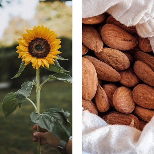 GIRASOL Y ALMENDRAS DULCES