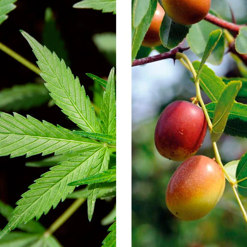 CAÑAMO Y JOJOBA