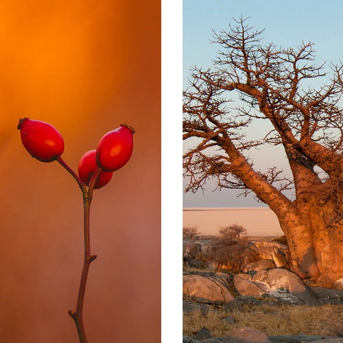ROSA Y BAOBAB