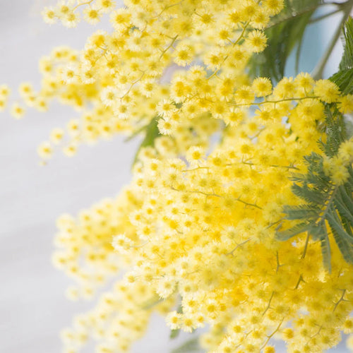 CERA FLORAL DE MIMOSA