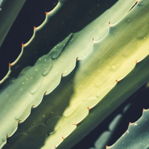 ALOE VERA
