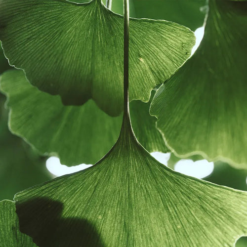 GINKGO
