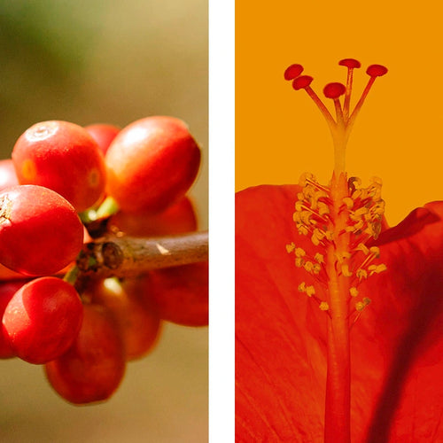 GOJI + HIBISCO