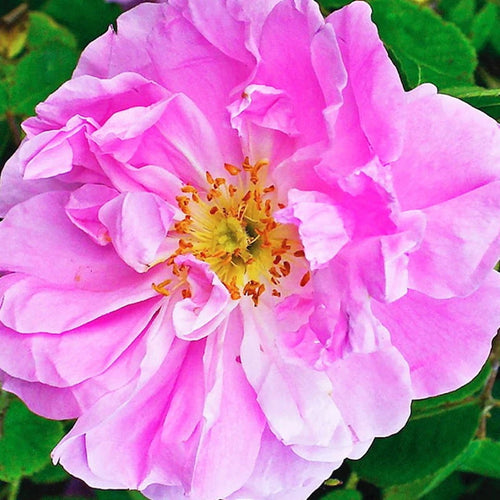 ROSA DE DAMASCO