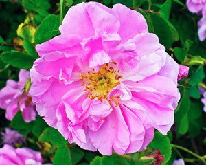 Rosa Damascena Flower Water ECO