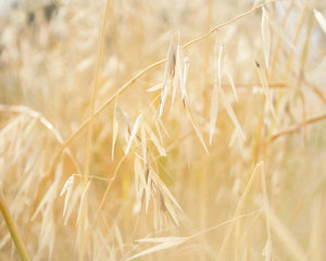 Oat Extract
