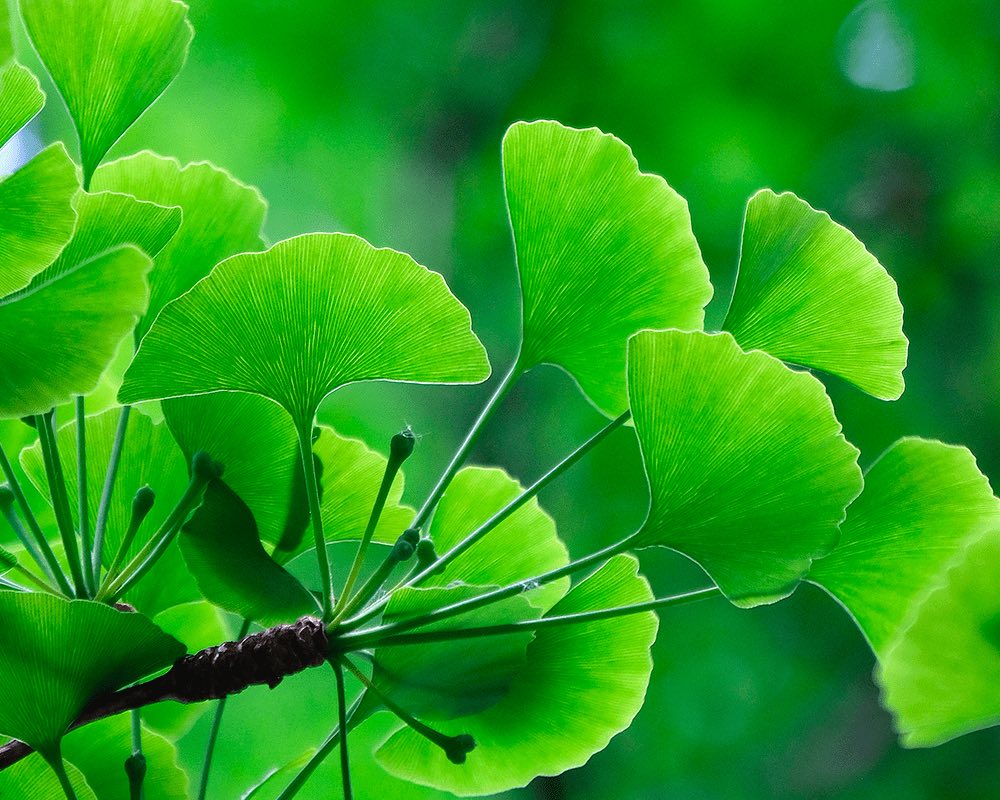 Ginkgo Biloba ECO | UMOA® – umoacosmetics