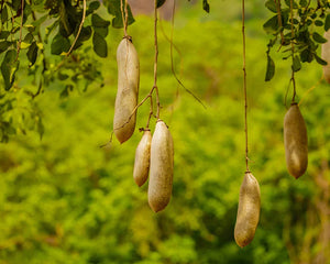 Kigelia africana