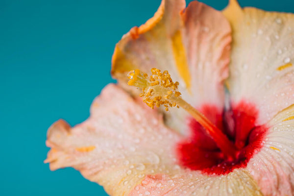 Propiedades y beneficios de la flor de hibisco