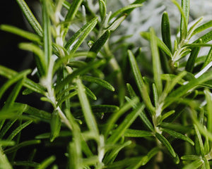 Rosemary extract ECO