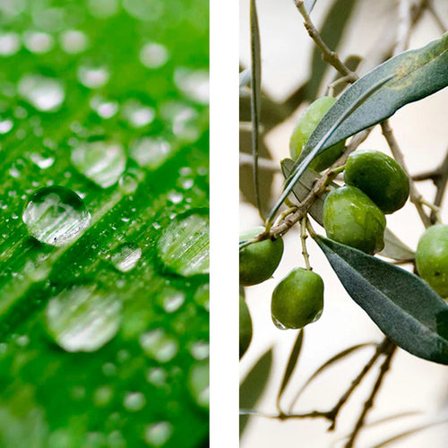 Ácido Hialurónico + Escualano 