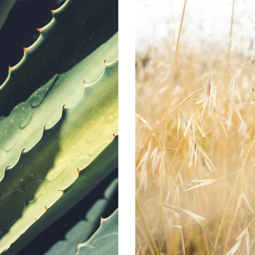 ALOE Y AVENA