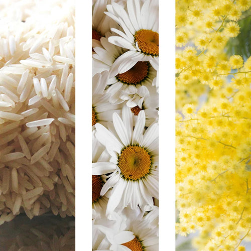 <p><strong>Extracto de Arroz + Bisabolol + Cera Floral de Mimosa</strong></p>