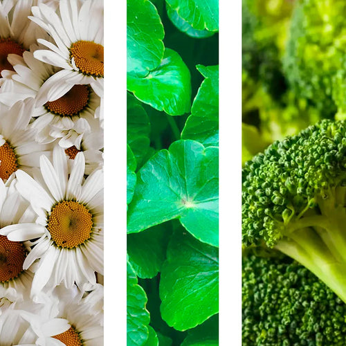 Bisabolol + Centella Asiática + Pantenol