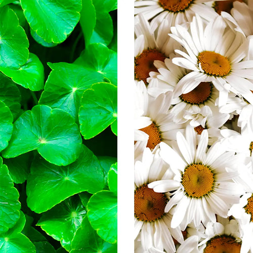 Gotu kola and chamomile