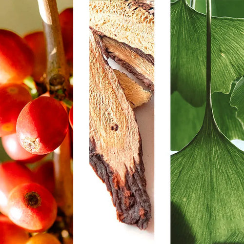 Extracto de Bayas de Goji + Regaliz + Ginkgo Biloba