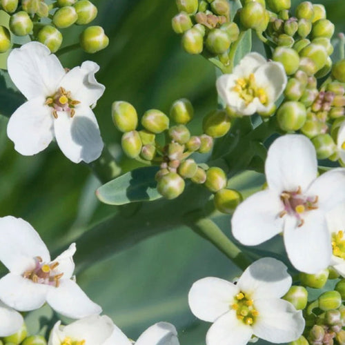 CRAMBE ABYSSINICA OIL