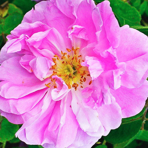 DAMASK ROSE