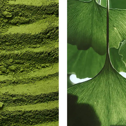 <p><strong>Té verde + ginkgo biloba</strong></p>